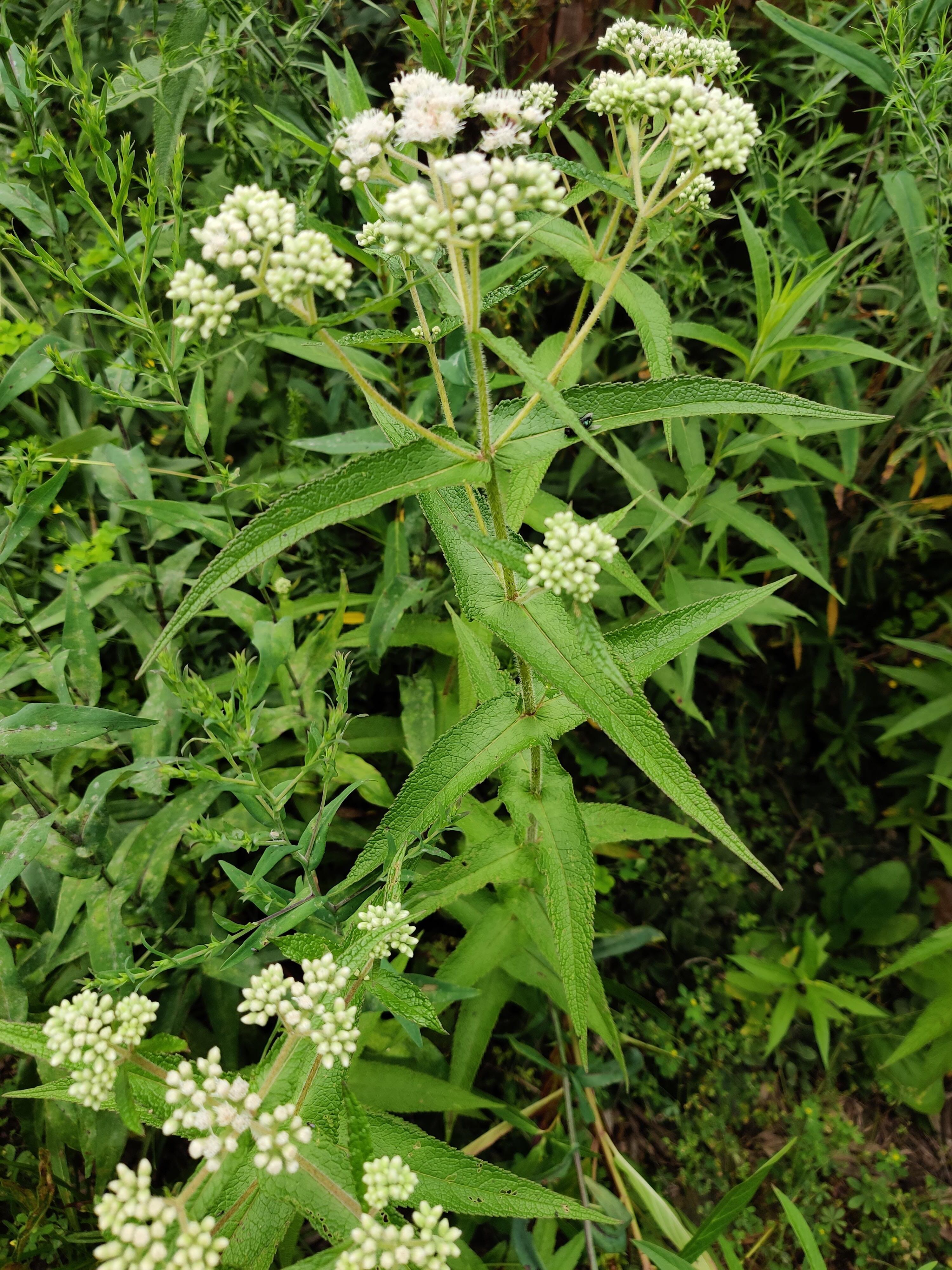 BONESET (Eupatorium perfoliatum)