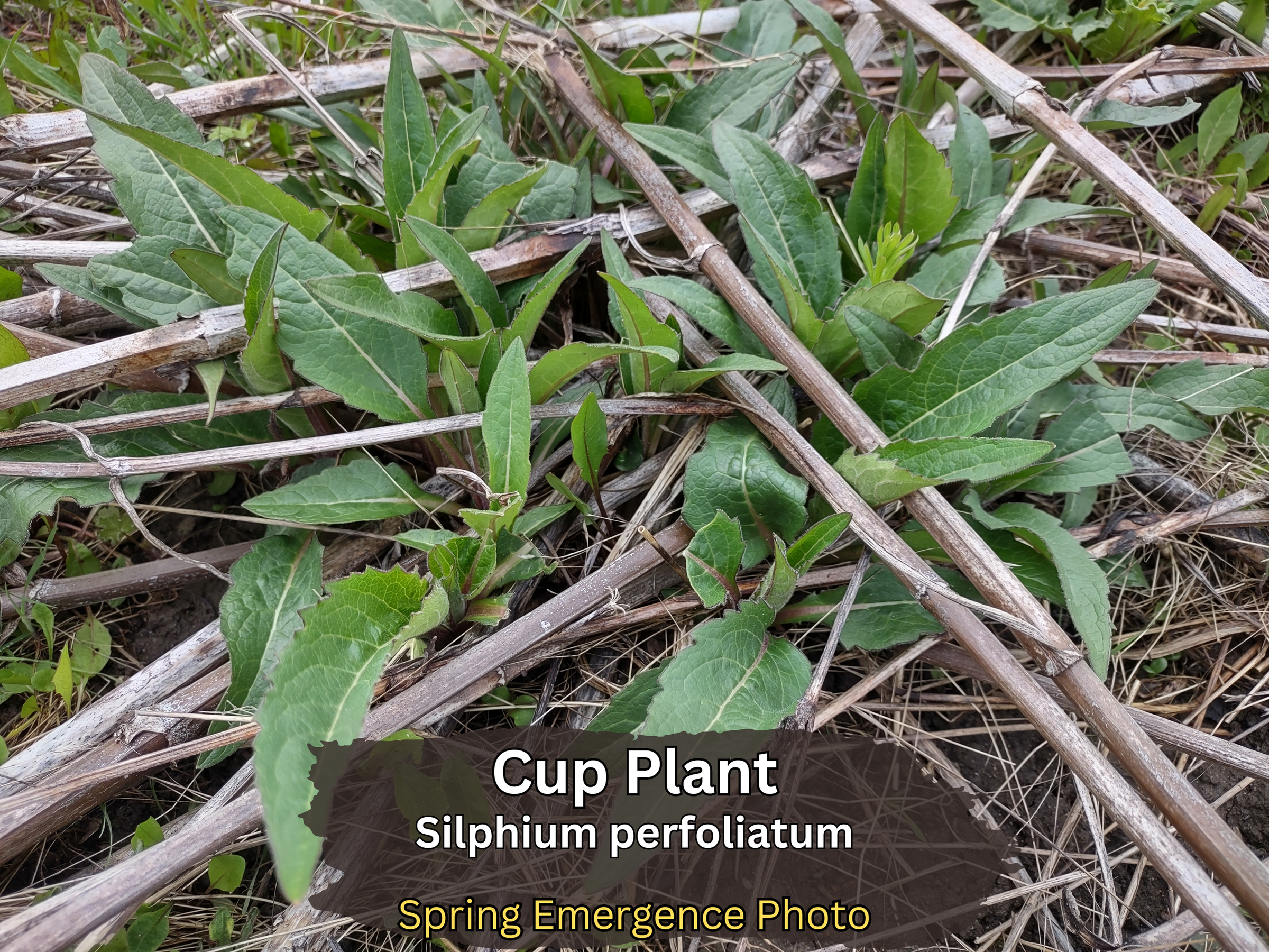 water plantain plant Alisma Plantago Aquaticum Aquatic Pond Plant main image 1
