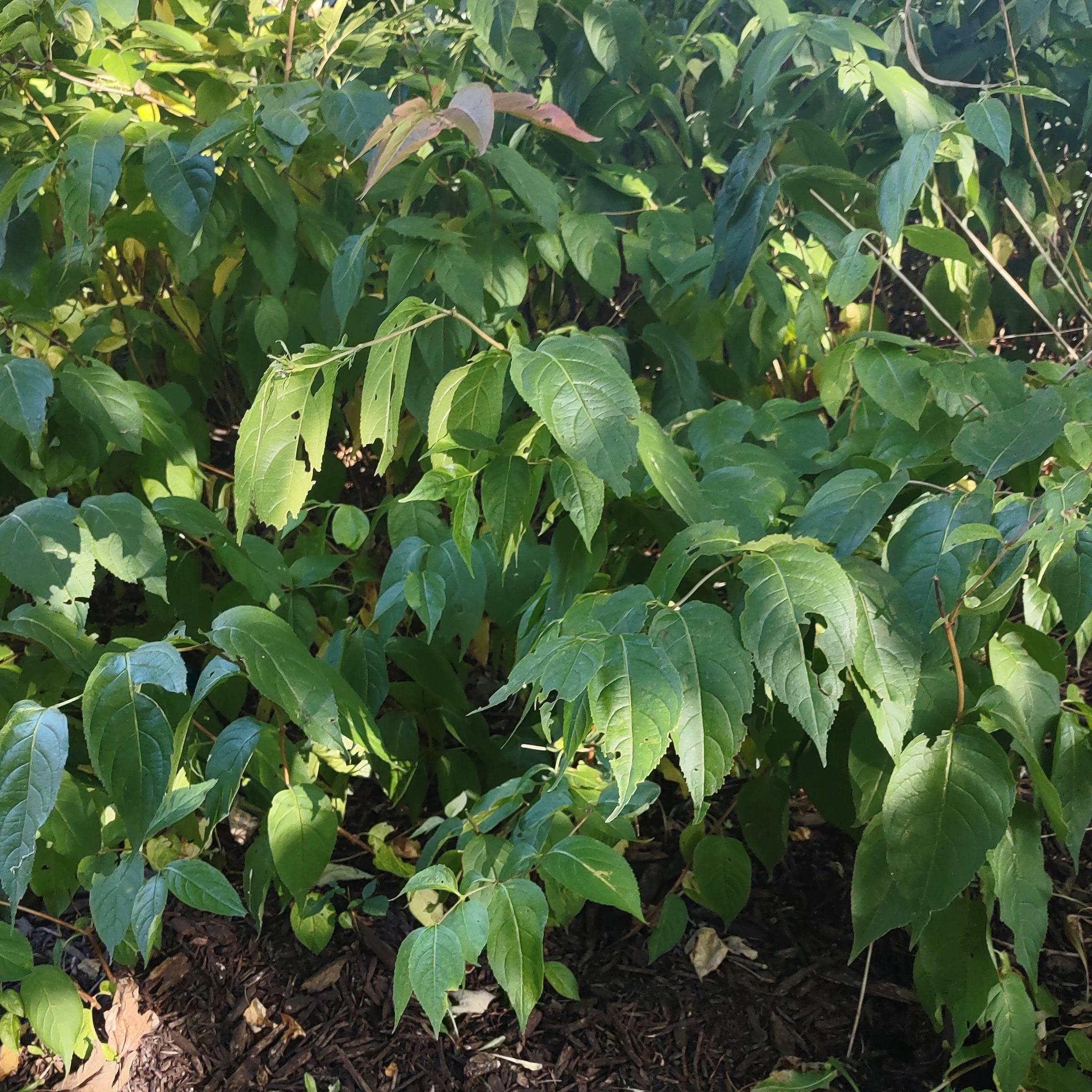 DWARF BUSH HONEYSUCKLE (Diervilla lonicera) | East Michigan Native Plants