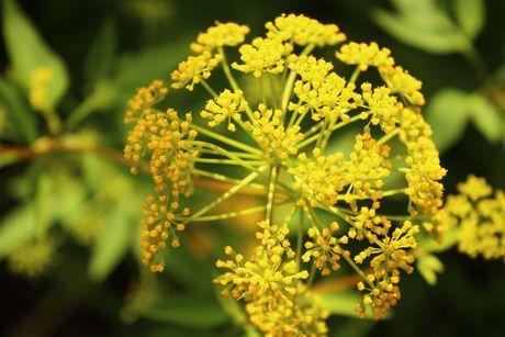 GOLDEN ALEXANDERS (Zizia aurea) | East Michigan Native Plants