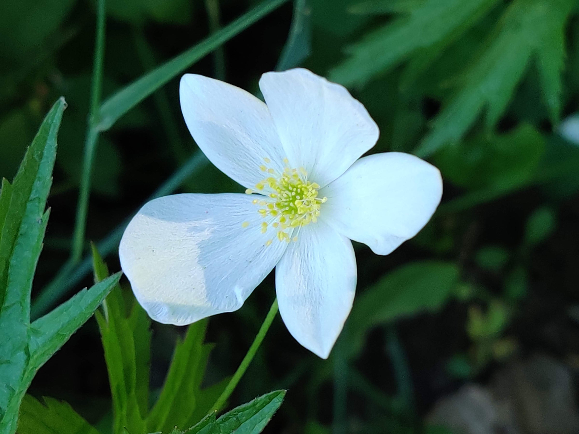 THIMBLEWEED (Anemone cylindrica) | East Michigan Native Plants