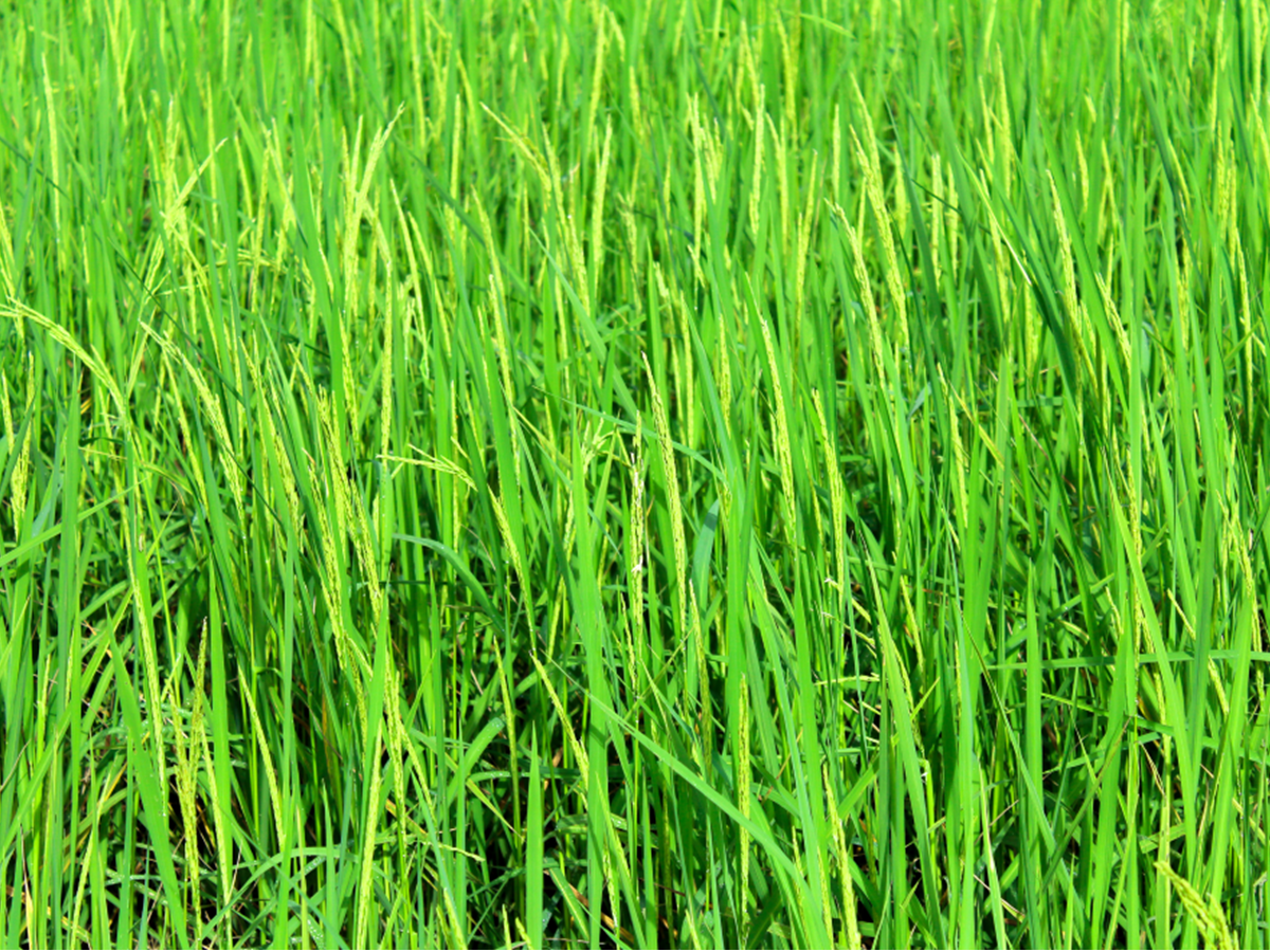 SWEET GRASS (Hierochloe odorata) | East Michigan Native Plants