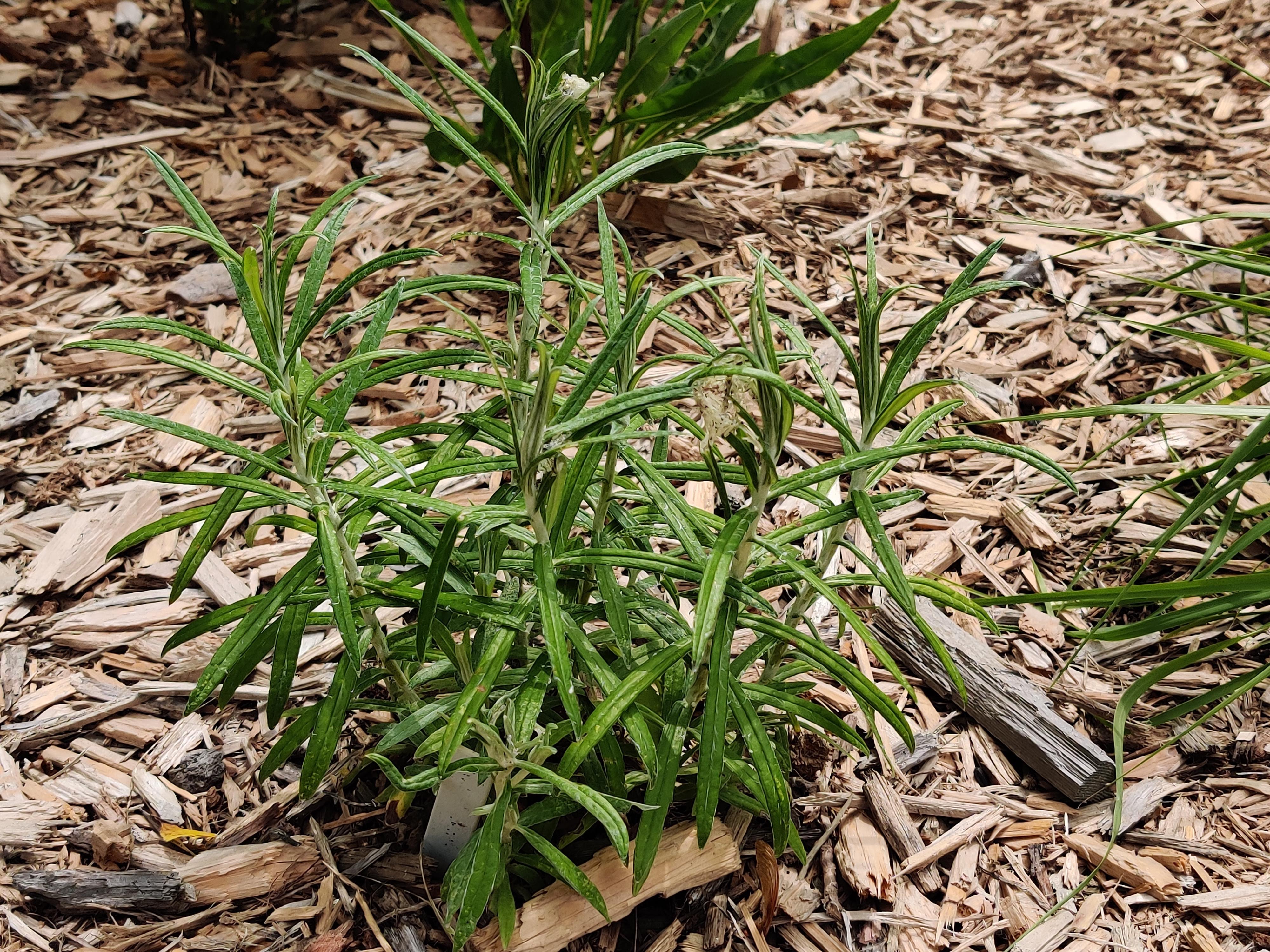 PEARLY EVERLASTING (Anaphalis margaritacea) | East Michigan Native