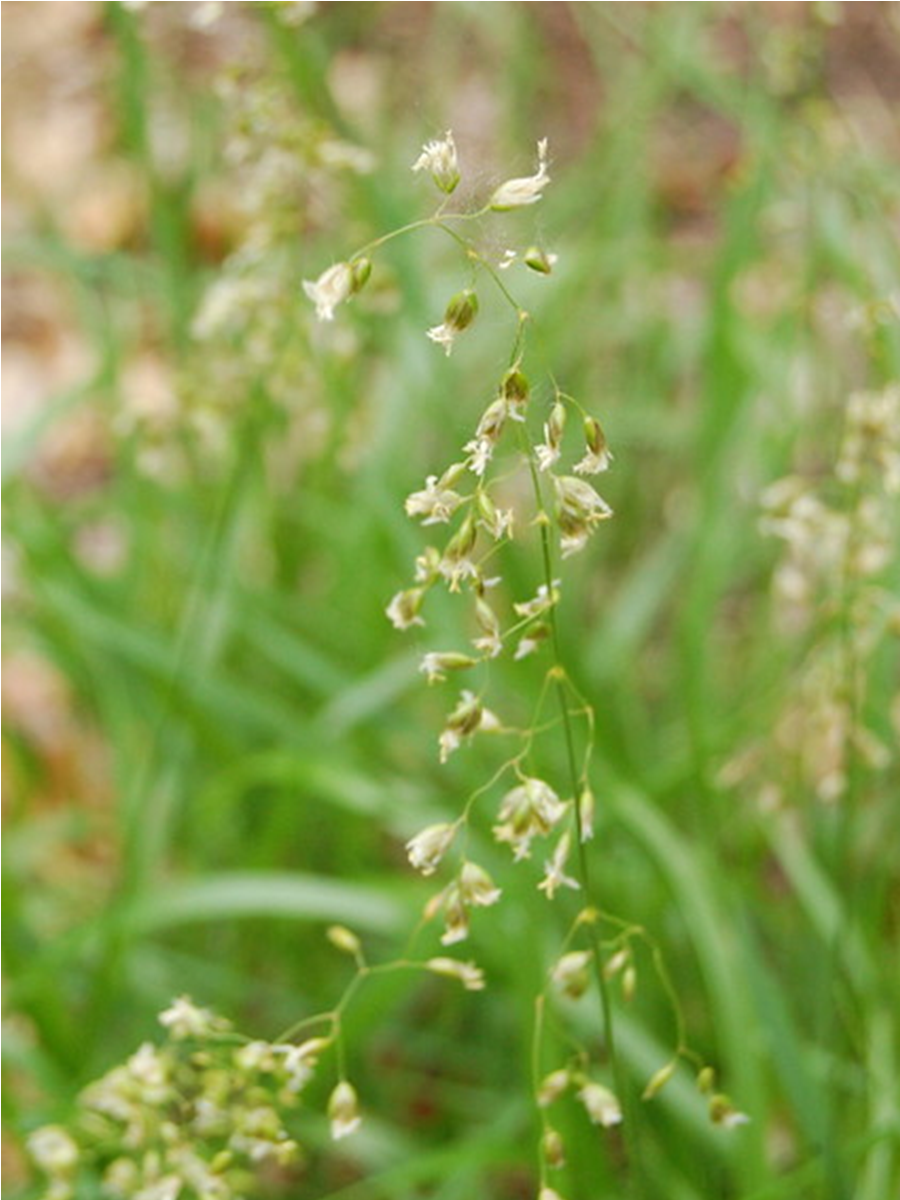 SWEET GRASS (Hierochloe odorata)