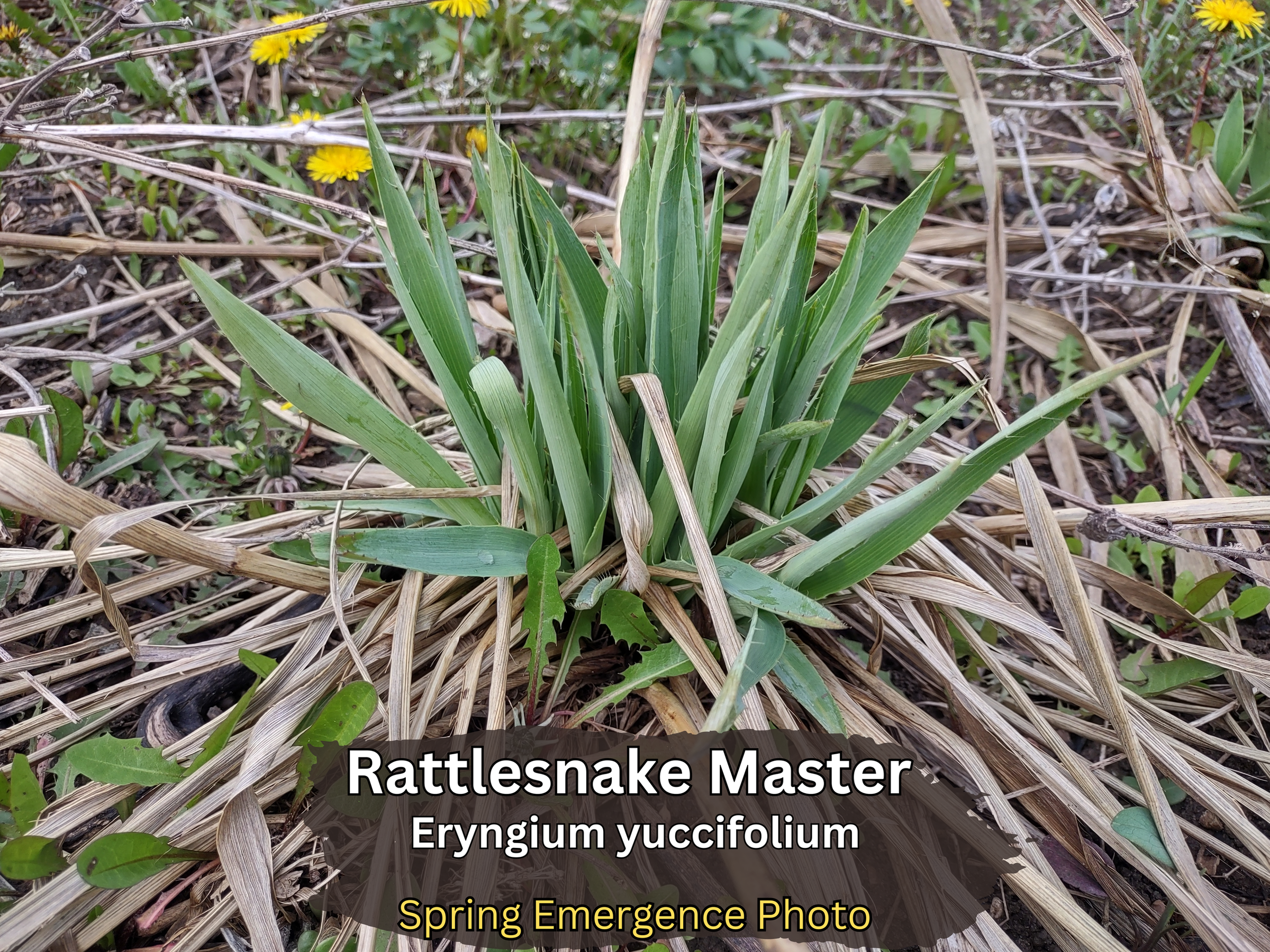 RATTLESNAKE MASTER (Eryngium yuccifolium) | East Michigan Native Plants