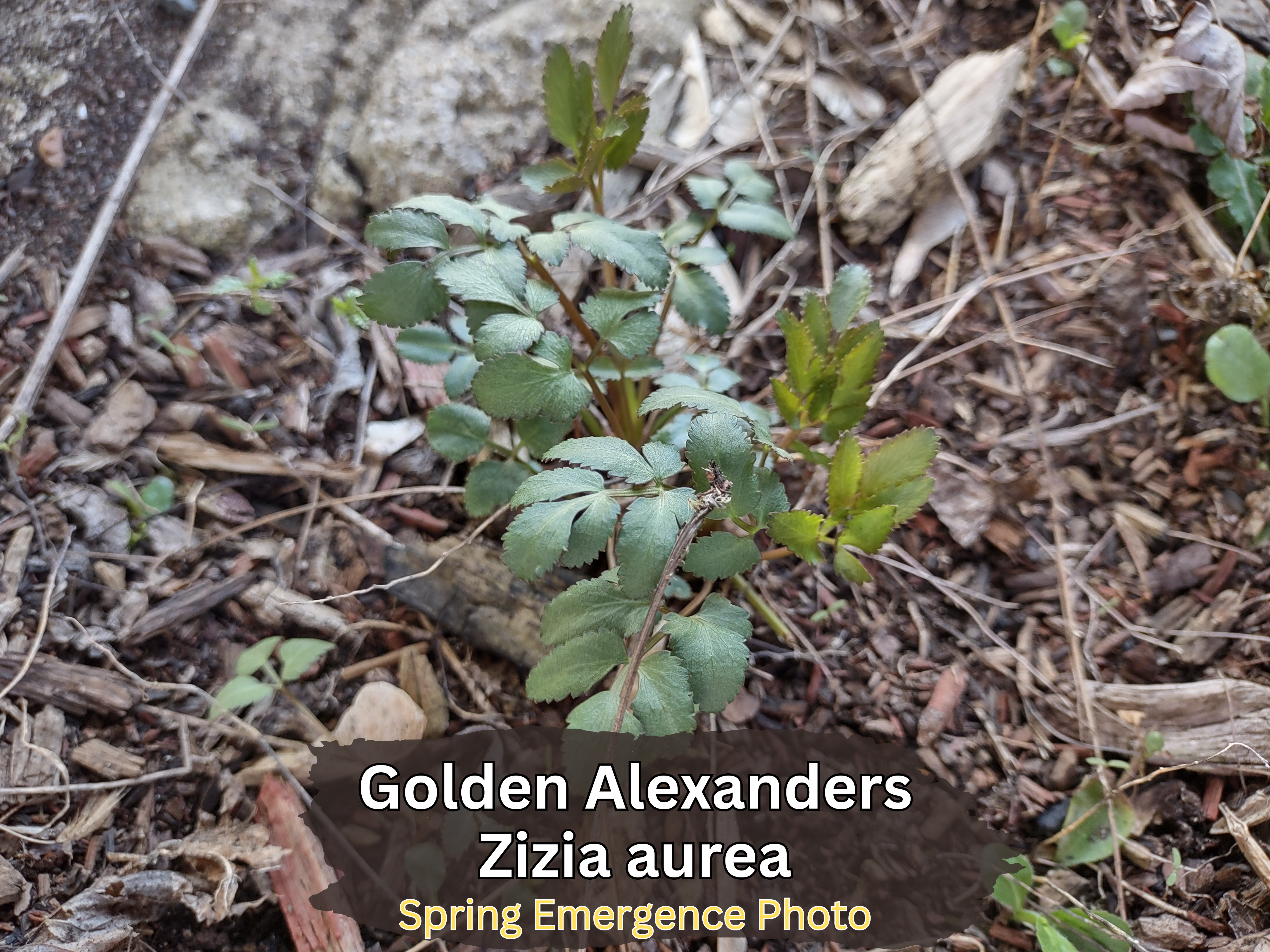 GOLDEN ALEXANDERS (Zizia aurea) | East Michigan Native Plants