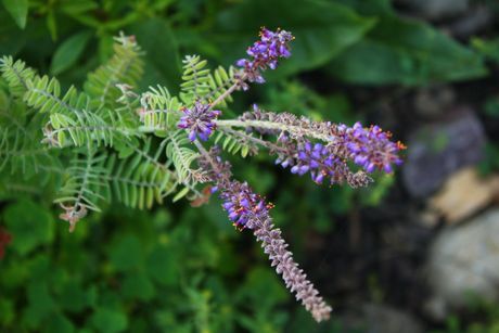 LEADPLANT (Amorpha canescens)