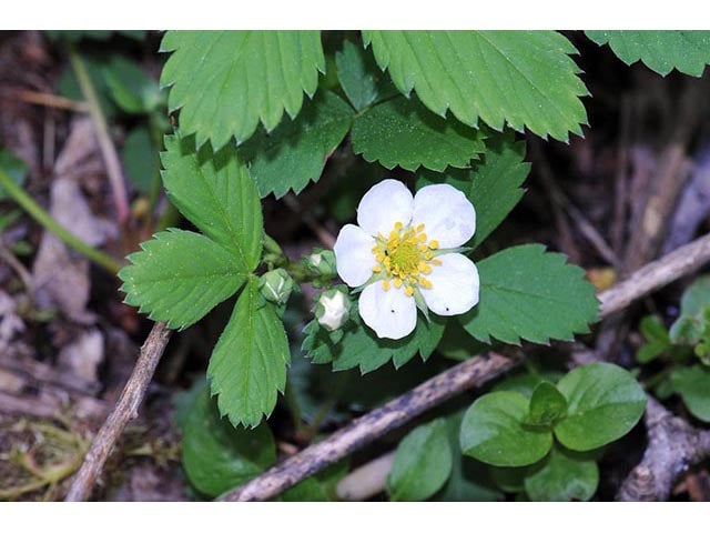 WILD STRAWBERRY (Fragaria virginiana) | East Michigan Native Plants