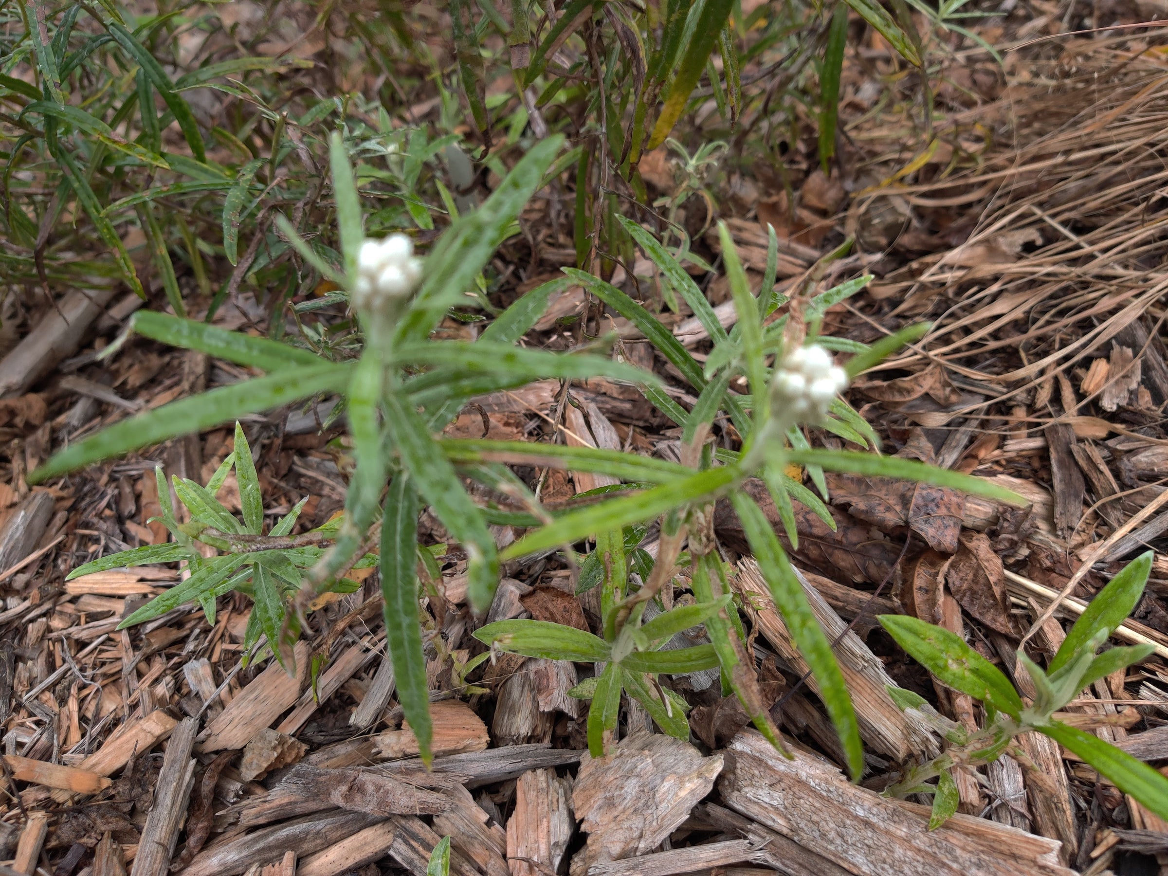 PEARLY EVERLASTING (Anaphalis margaritacea) | East Michigan Native