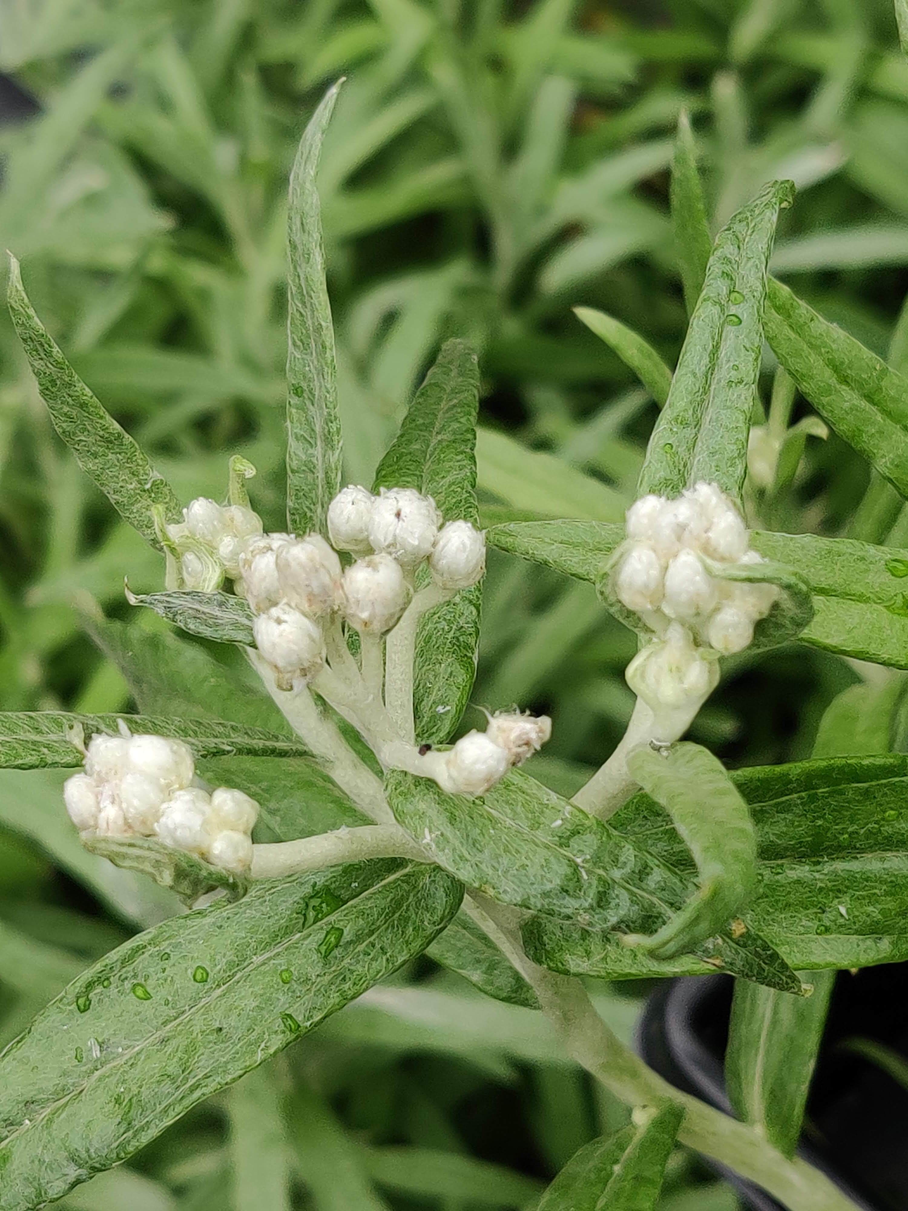 米山舞 everlasting plants everlasting -plants-