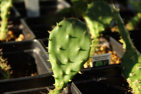 EASTERN PRICKLY PEAR CACTUS (Opuntia humifusa) | East Michigan Native Plants