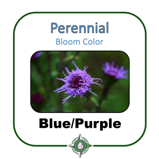 Purple/Blue Flowers | East Michigan Native Plants