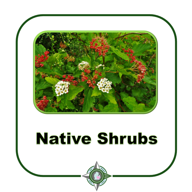 Native Shrubs East Michigan Native Plants