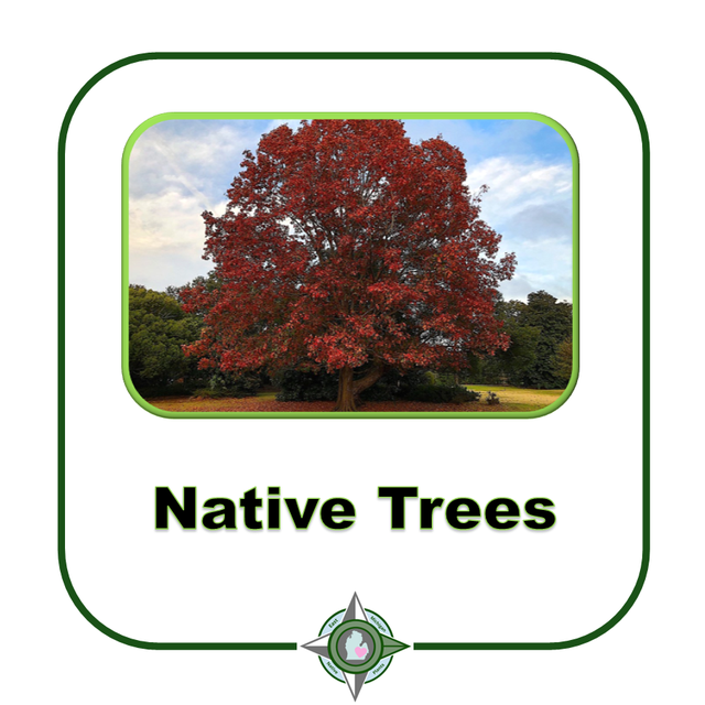 Native Trees | East Michigan Native Plants