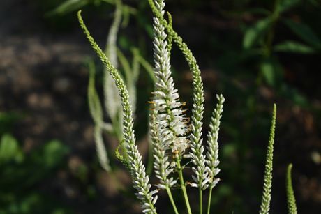 CULVER'S ROOT (Veronicastrum virginicum)